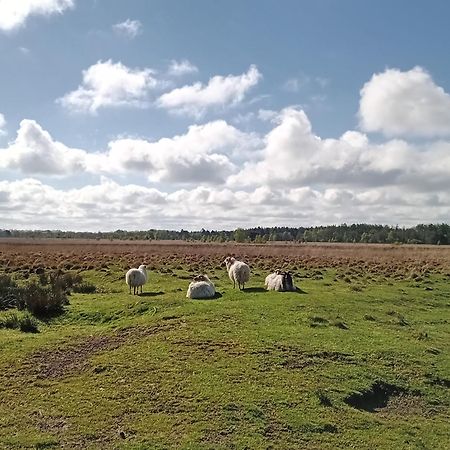 Ruim Huisje Op Een Prachtige Plek Hemrik Esterno foto